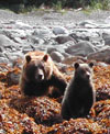 [photo: Grizzly bears, Glacier Bay NP]