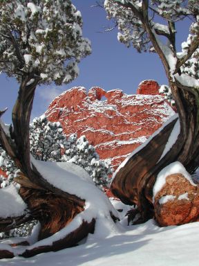 kissing_camels__juniper