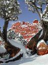 kissing_camels__juniper