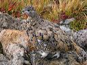 ptarmigan