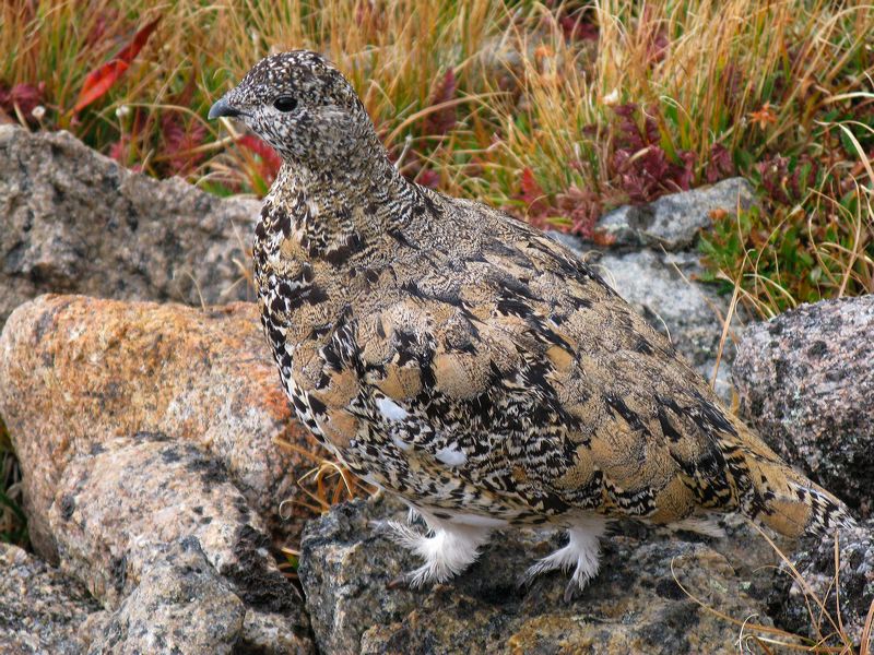 ptarmigan.jpg