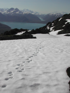 goat_tracks_on_ridge