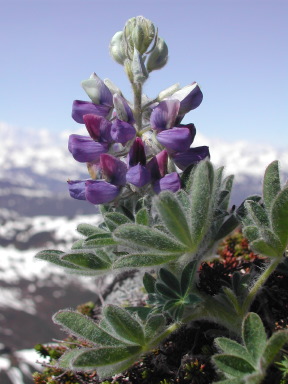 lupine
