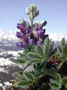 lupine